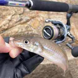 今週も落ちギス狙って早朝ちょい投げ！